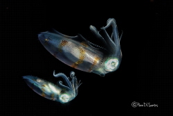 Tandem Squid by Penn De Los Santos 